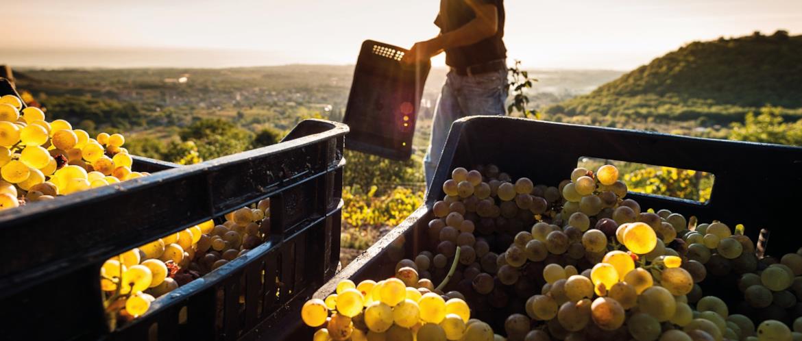 The Sunday Times Wine Club